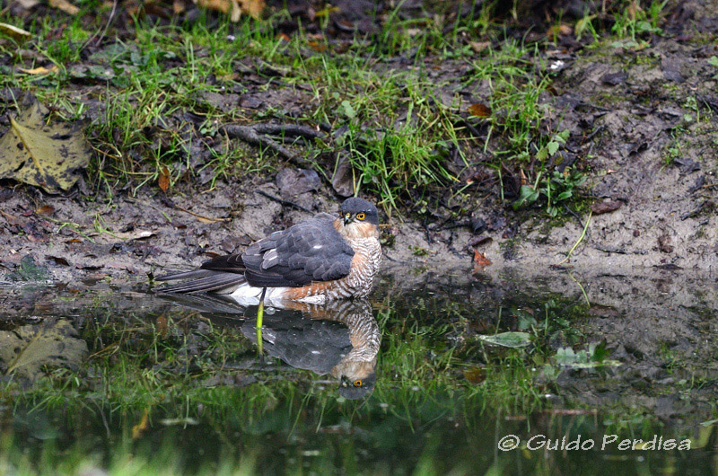 Sparviere - Accipiter nisus